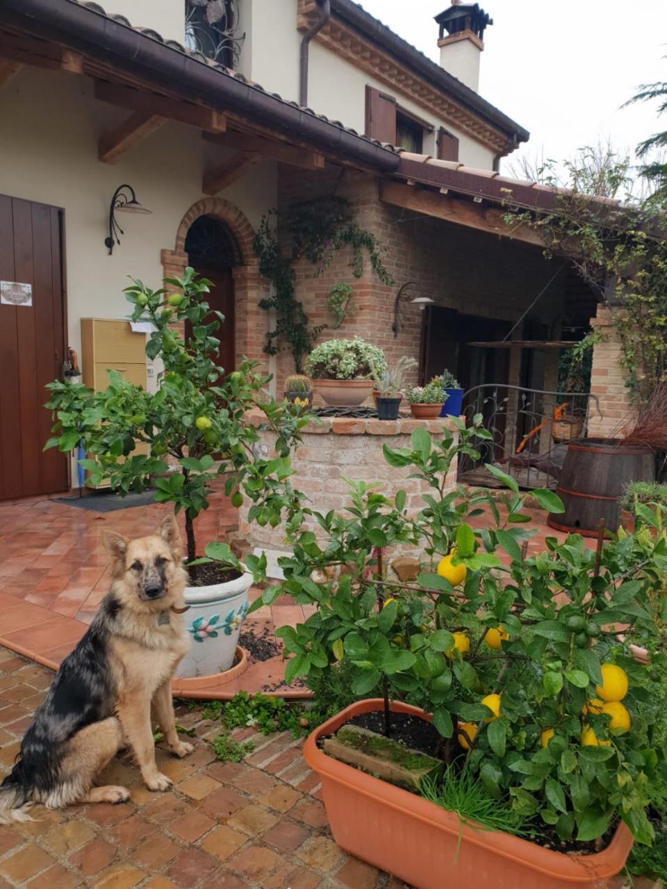 Ca' Dei Gelsi B & B Coriano Exterior photo